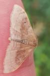Idaea degeneraria