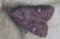 Mesapamea secalella/secalis