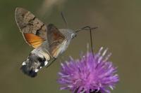 Macroglossum stellatarum