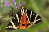 Euplagia quadripunctaria