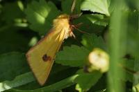 Diacrisia sannio