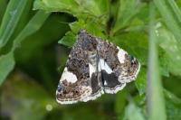 Tyta luctuosa