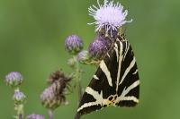 Euplagia quadripunctaria