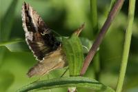 Autographa gamma