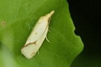 Agapeta hamana