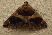 Dysgonia algira