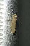 Achroia grisella