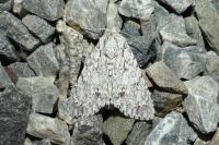 Acronicta aceris