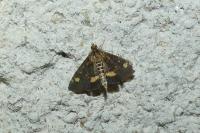 Pyrausta aurata