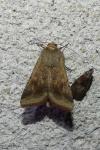 Helicoverpa armigera