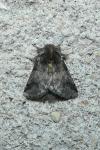Thaumetopoea processionea