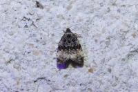Endothenia gentianaeana/marginana/oblongana