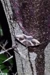 Dysgonia algira