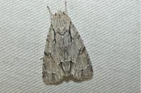 Acronicta psi/tridens