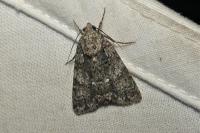 Acronicta rumicis