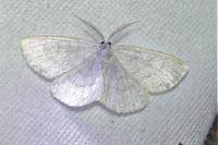 Cabera exanthemata