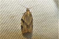 Clepsis spectrana