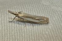 Crambus pascuella