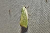 Earias clorana