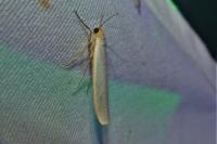 Eilema caniola
