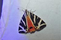 Euplagia quadripunctaria