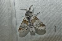 Furcula furcula