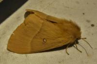 Lasiocampa quercus