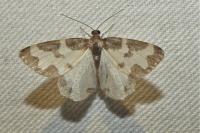 Lomaspilis marginata