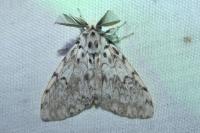 Lymantria monacha