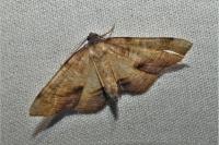 Plagodis dolabraria