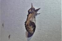 Notodonta ziczac
