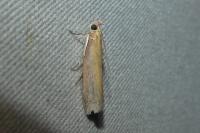 Oncocera semirubella