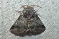 Thaumetopoea processionea