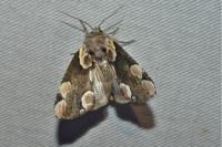 Thyatira batis