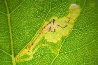 Stigmella trimaculella
