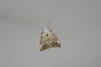 Nola infantula