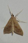 Mecyna asinalis