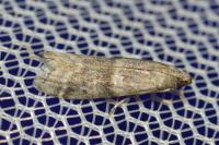 Ephestia elutella/woodiella