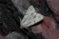 Acronicta psi