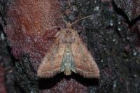 Lacanobia oleracea