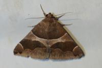 Dysgonia algira