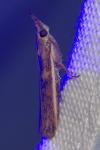 Etiella zinckenella