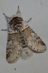 Furcula furcula