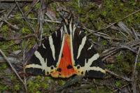 Euplagia quadripunctaria