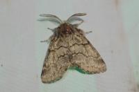 Gluphisia crenata
