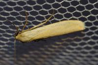 Indalia pygmaeola