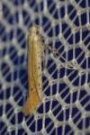 Aspilapteryx tringipennella