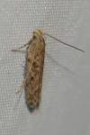 Scrobipalpa