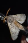 Thaumetopoea pityocampa