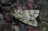 Acronicta rumicis